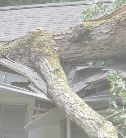 Tree on Roof